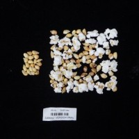 Popped and not popped comparison labeled.jpg