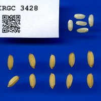 IRGC 3428 Seed Photo