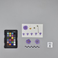 CIP765736_RPSP 052_F.JPG