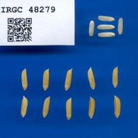 IRGC 48279 Seed Photo