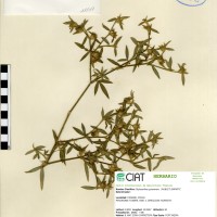 11147 herbarium