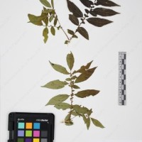 CIP 765691_RPSP 002_07.jpg