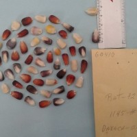 CIMMYTMA 6041 - Reference Inventory.jpg