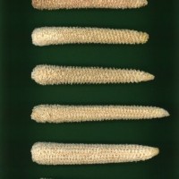 CIMMYTMA 21452 PAZM 04037 AF23A-0903-80 C.jpg