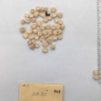 CIMMYTMA 202 - Reference Inventory.jpg