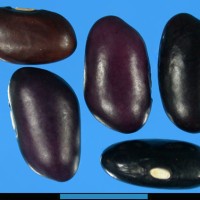 G24082I seed.jpg
