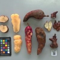 CIP 205032 (root).jpg