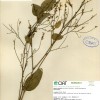 3998 herbarium