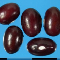 G24176 seed.jpg