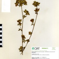 10017 herbarium