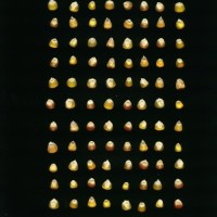 CIMMYTMA 3848 PANA 168 AF20A-0903-60 K.jpg