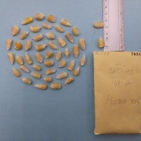 CIMMYTMA 7634 - Reference inventory.jpg