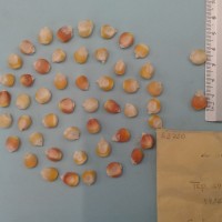 CIMMYTMA 5373 - Reference Inventory.jpg