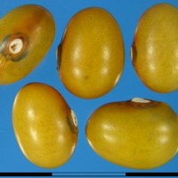 G20898 seed.jpg