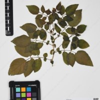 CIP 760519_HAM 141_06.jpg