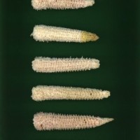 CIMMYTMA 7714 PUEB 505 BA 2021 U 2903 251 C_compress.jpg