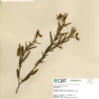 8587 herbarium