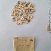 CIMMYTMA 246 - Reference Inventory.jpg