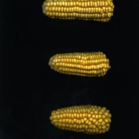 CIMMYTMA 18983 BOZM 1511 TC22U-2903-67 E.jpg