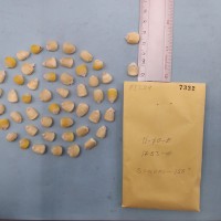 CIMMYTMA 7332 - Reference inventory.jpg