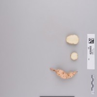 CIP 420455 (root).jpg