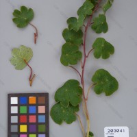 CIP 203041 Herbarium