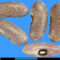 G22489 seed.jpg