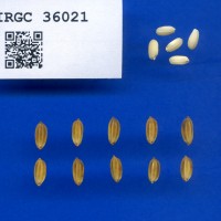 IRGC 36021 Seed Photo
