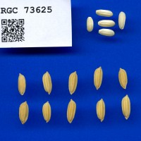 IRGC 73625 Seed Photo