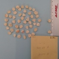 CIMMYTMA 5191 - Reference Inventory.jpg