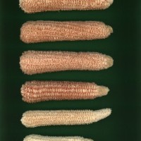 CIMMYTMA 6120 BRAZ 1606 AF22A-0903-85 C_compress.jpg