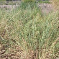 12825_Plant.jpg