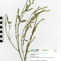 8298 herbarium