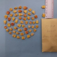 CIMMYTMA 7439 - Reference inventory.jpg