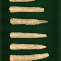 CIMMYTMA 26632 ARZM 05 080 AF19A-0903-172 C.jpg