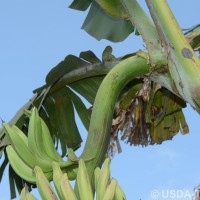 6.4.5 - Peduncle hairiness