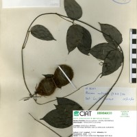 18245 herbarium