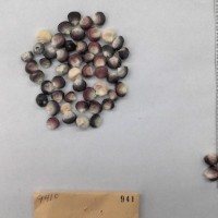 CIMMYTMA 941 - Reference Inventory.jpg