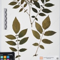 CIP 760468_HHA 6656a_01.jpg