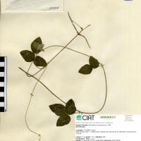 24154 herbarium