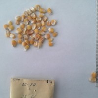 CIMMYTMA 410 - Reference Inventory.jpg