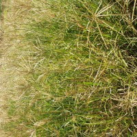 Chloris gayana 7757 (full plant2).JPG