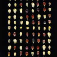 CIMMYTMA 24946 TAC33 TC22U-2903-143 K.jpg