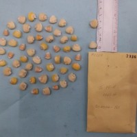 CIMMYTMA 7336 - Reference inventory.jpg