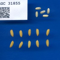 IRGC 31855 Seed Photo