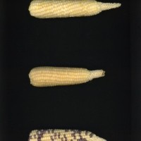 CIMMYTMA 27165 BRAZ PR028 AF22A-0903-141 E_compress.jpg