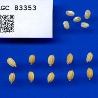 IRGC 83353 Seed Photo