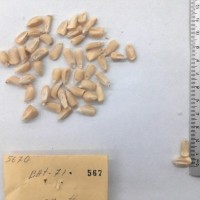 CIMMYTMA 567 - Reference Inventory.jpg