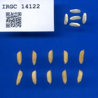 IRGC 14122 Seed Photo