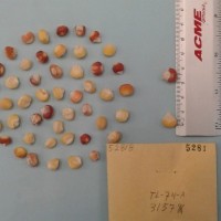 CIMMYTMA 5281 - Reference Inventory.jpg